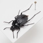 画像1: チリのゴミムシダマシ Gyriosomus amabilis (1)