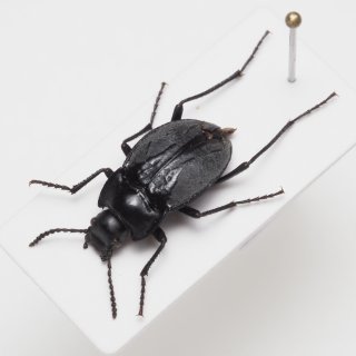 南米の虫 - 月水庵-海外の昆虫標本通販- (Page 2) 南米の虫 - 月水庵-海外の昆虫標本通販- (Page 2)