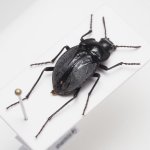 画像3: チリのゴミムシダマシ Gyriosomus amabilis (3)