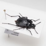 画像2: チリのゴミムシダマシ Gyriosomus amabilis (2)