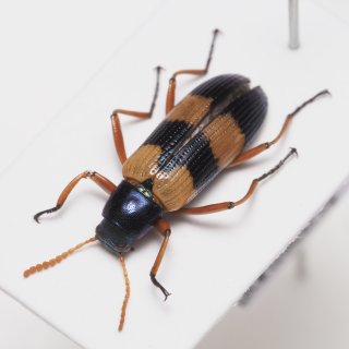 セルヴォラン | 4/6開催の生体即売会イベントSBに出店します