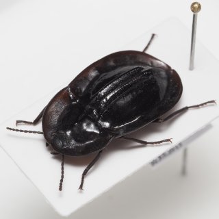 海外の昆虫標本販売 有名な種から他では手に入らない珍品まで 海外の昆虫標本販売 有名な種から他では手に入らない珍品まで