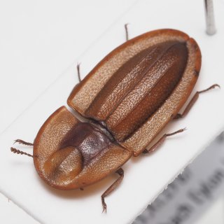 Amazon | Topatrol 標本ピン 昆虫針 昆虫標本針 約100個 昆虫