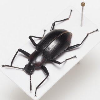 海外の昆虫標本販売 有名な種から他では手に入らない珍品まで