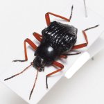 画像1: タンザニアの異形ゴミムシダマシ Eulytus nodipennis (1)