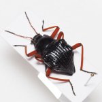 画像2: タンザニアの異形ゴミムシダマシ Eulytus nodipennis (2)