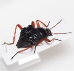 画像3: タンザニアの異形ゴミムシダマシ Eulytus nodipennis (3)