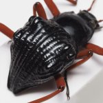 画像6: タンザニアの異形ゴミムシダマシ Eulytus nodipennis (6)