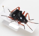 画像8: タンザニアの異形ゴミムシダマシ Eulytus nodipennis (8)