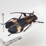 画像3: ペルーのベニボタル擬態のカミキリムシ Pteroplatus sp. (3)