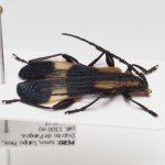 画像4: ペルーのベニボタル擬態のカミキリムシ Pteroplatus sp. (4)