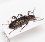 画像3: マレーシアの巨大な美麗ゴミムシダマシ Gigantopigeus sp. (3)