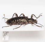 画像4: マレーシアの巨大な美麗ゴミムシダマシ Gigantopigeus sp. (4)