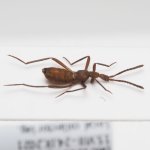 画像2: グンタイアリに擬態する南米の好蟻性のハネカクシ Ecitophya sp. ペルー (2)