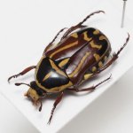 画像1: オーストラリアのハナムグリ Eupoecila australasiae (1)