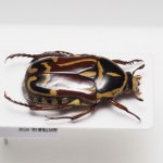 画像2: オーストラリアのハナムグリ Eupoecila australasiae (2)