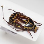 画像3: オーストラリアのハナムグリ Eupoecila australasiae (3)