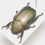 画像1: グアテマラのウグイスコガネ Chrysina turckheimi (1)