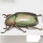 画像2: グアテマラのウグイスコガネ Chrysina turckheimi (2)