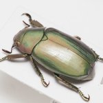 画像3: グアテマラのウグイスコガネ Chrysina turckheimi (3)