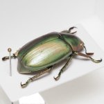 画像4: グアテマラのウグイスコガネ Chrysina turckheimi (4)