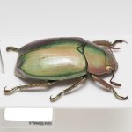 画像5: グアテマラのウグイスコガネ Chrysina turckheimi (5)