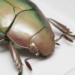 画像6: グアテマラのウグイスコガネ Chrysina turckheimi (6)