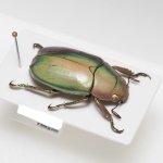 画像8: グアテマラのウグイスコガネ Chrysina turckheimi (8)