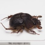 画像2: ペルーのムネアカセンチコガネ Neoathyreus sp. (2)