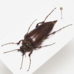 画像1: グアテマラの異形コメツキムシ Scaptolenus sp. (1)