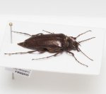 画像3: グアテマラの異形コメツキムシ Scaptolenus sp. (3)