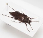 画像5: グアテマラの異形コメツキムシ Scaptolenus sp. (5)