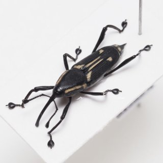 オサムシ Japanese Carabidae - Insect Islands 〜南の島の昆虫